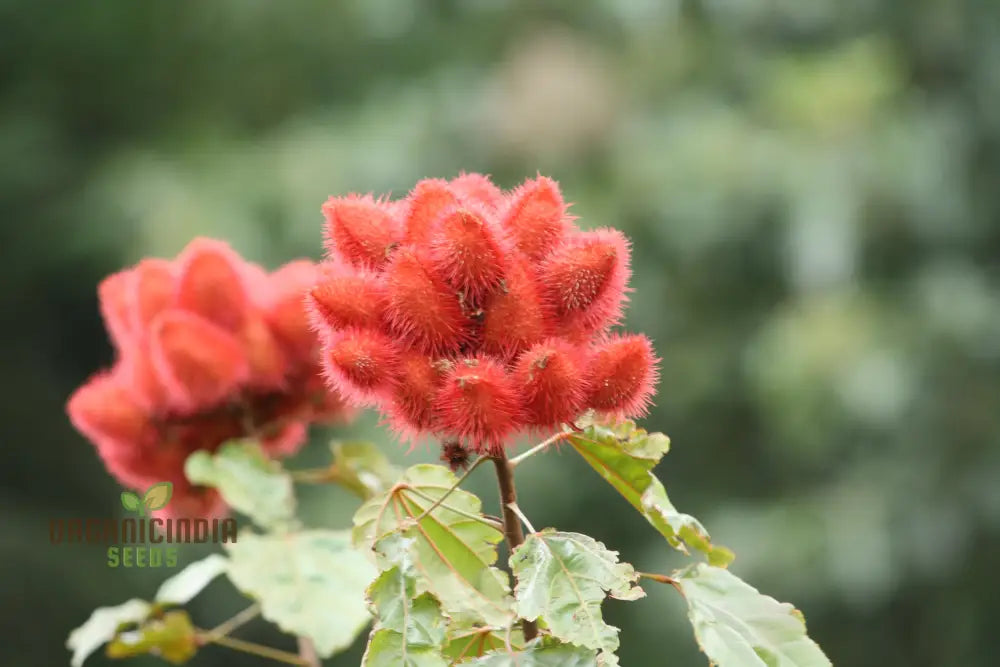 Bixa Orellana Seeds For Planting Add Vibrancy To Your Garden With Annatto Tree