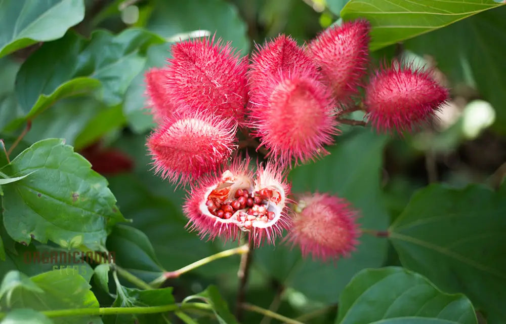 Bixa Orellana Seeds For Planting Add Vibrancy To Your Garden With Annatto Tree