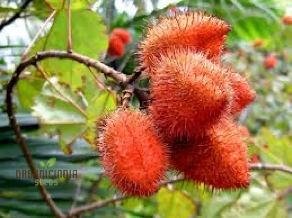 Bixa Orellana Seeds For Planting Add Vibrancy To Your Garden With Annatto Tree