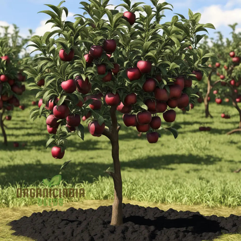 Black Apple Fruit Seeds For Planting Elevate Your Home Gardening Experience With Exotic