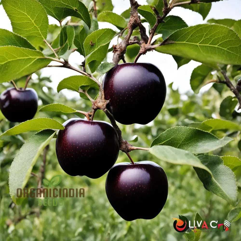 Black Apple Fruit Seeds For Planting Elevate Your Home Gardening Experience With Exotic