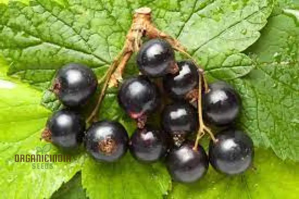 Black Currant (Ribes Nigrum) Seeds For Your Garden | Buy Online