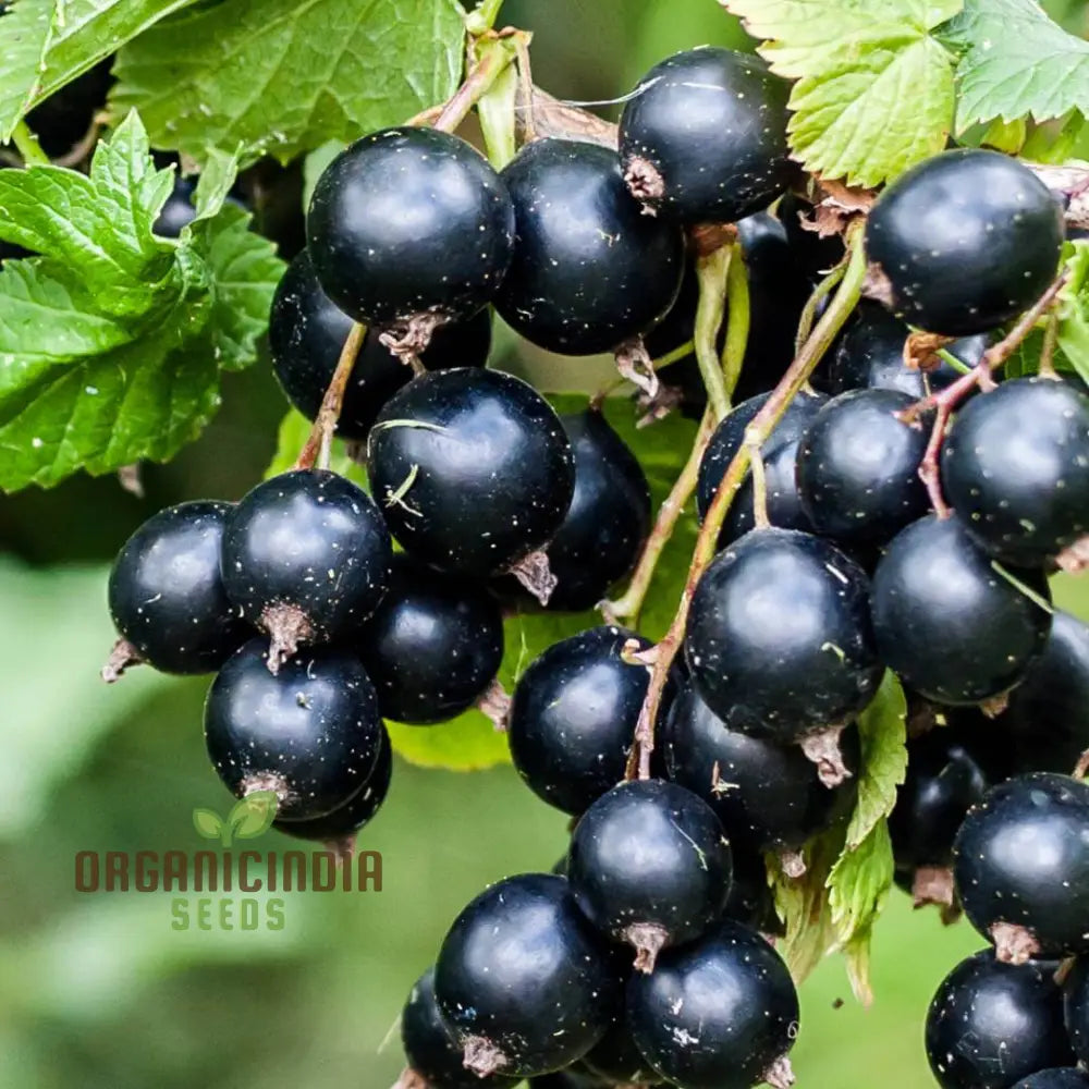 Black Currant (Ribes Nigrum) Seeds For Your Garden | Buy Online