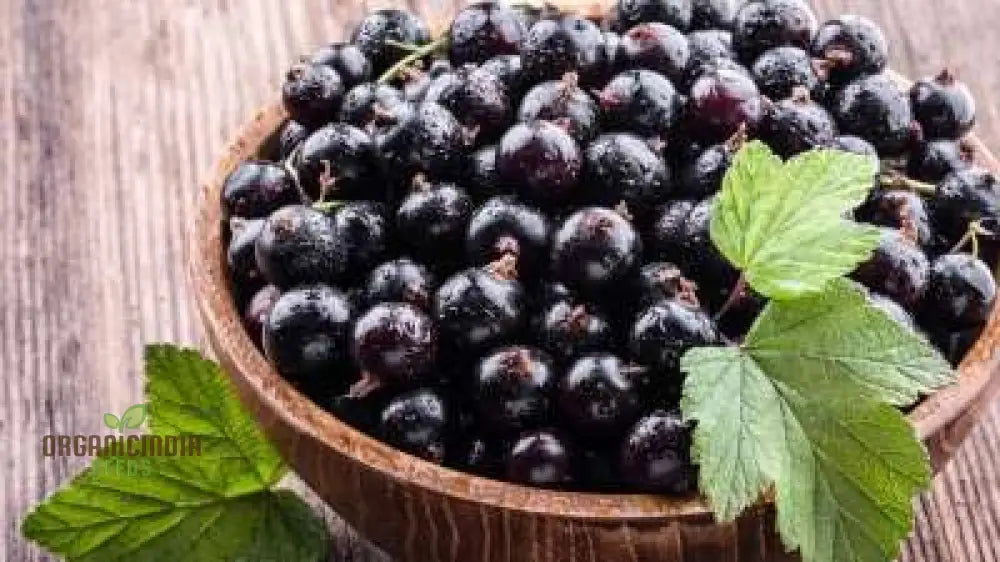 Black Currant (Ribes Nigrum) Seeds For Your Garden | Buy Online