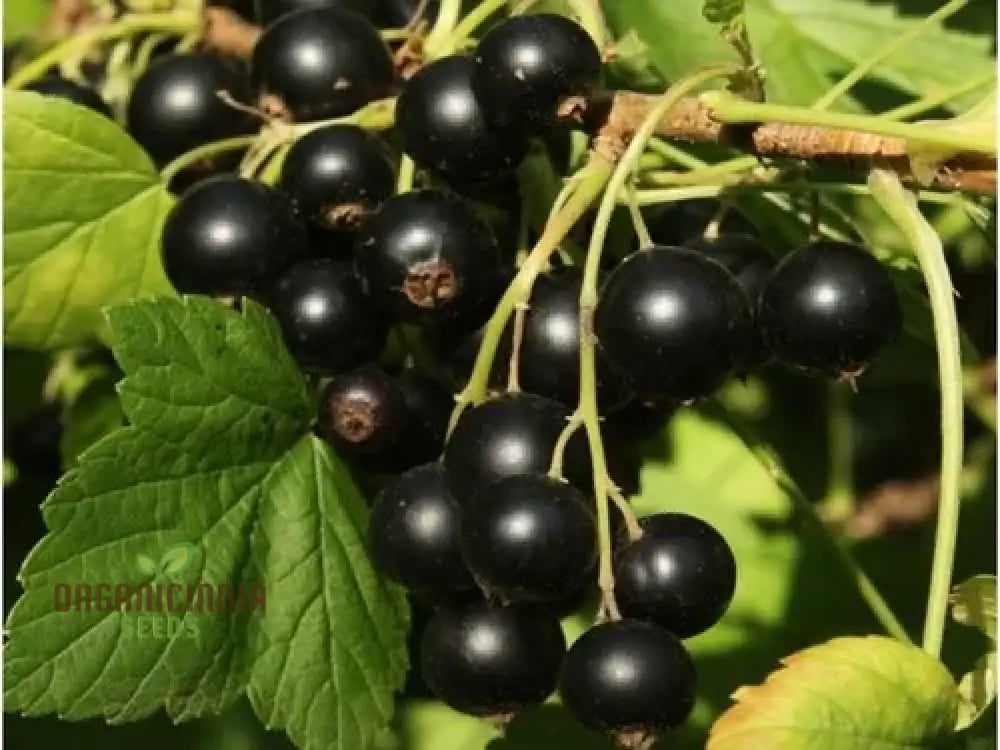 Black Currant (Ribes Nigrum) Seeds For Your Garden | Buy Online