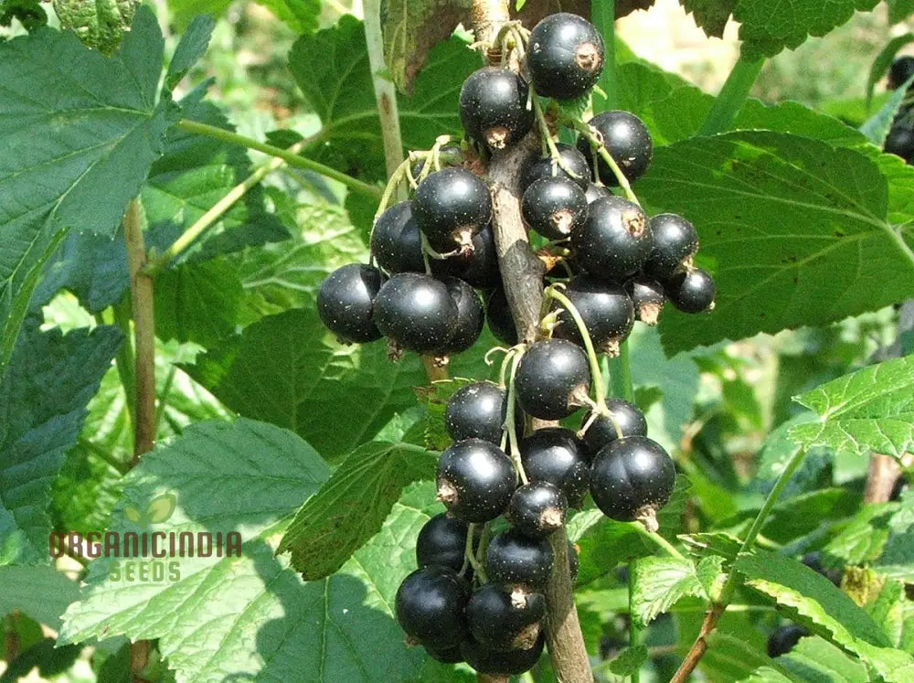 Black Currant (Ribes Nigrum) Seeds For Your Garden | Buy Online