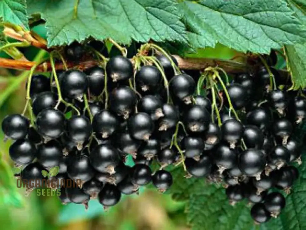 Black Currant (Ribes Nigrum) Seeds For Your Garden | Buy Online