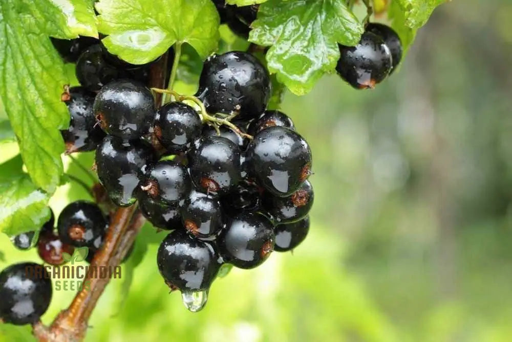 Black Currant (Ribes Nigrum) Seeds For Your Garden | Buy Online