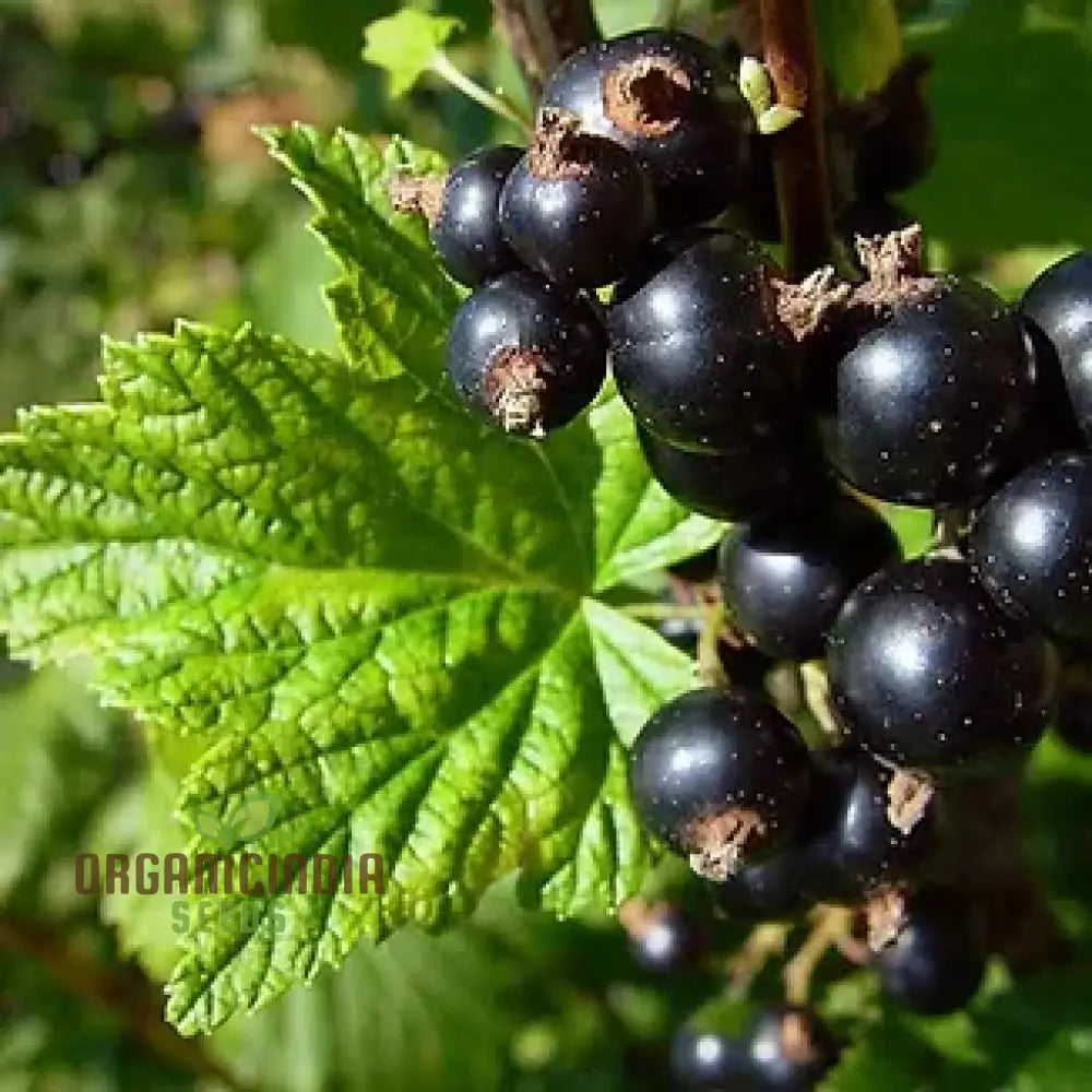 Black Currant (Ribes Nigrum) Seeds For Your Garden | Buy Online