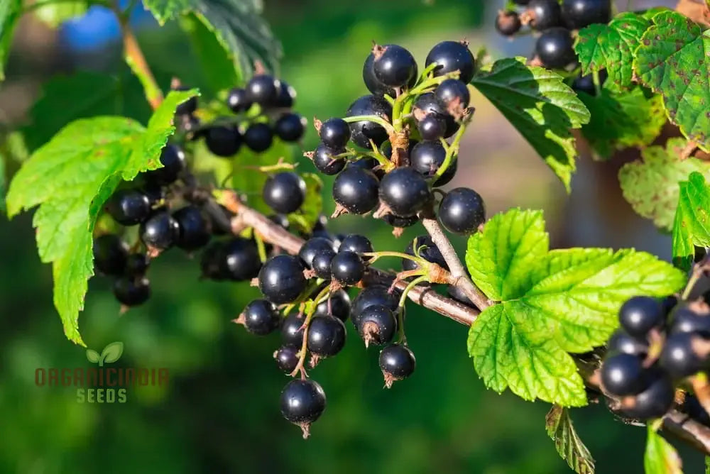 Black Currant (Ribes Nigrum) Seeds For Your Garden | Buy Online