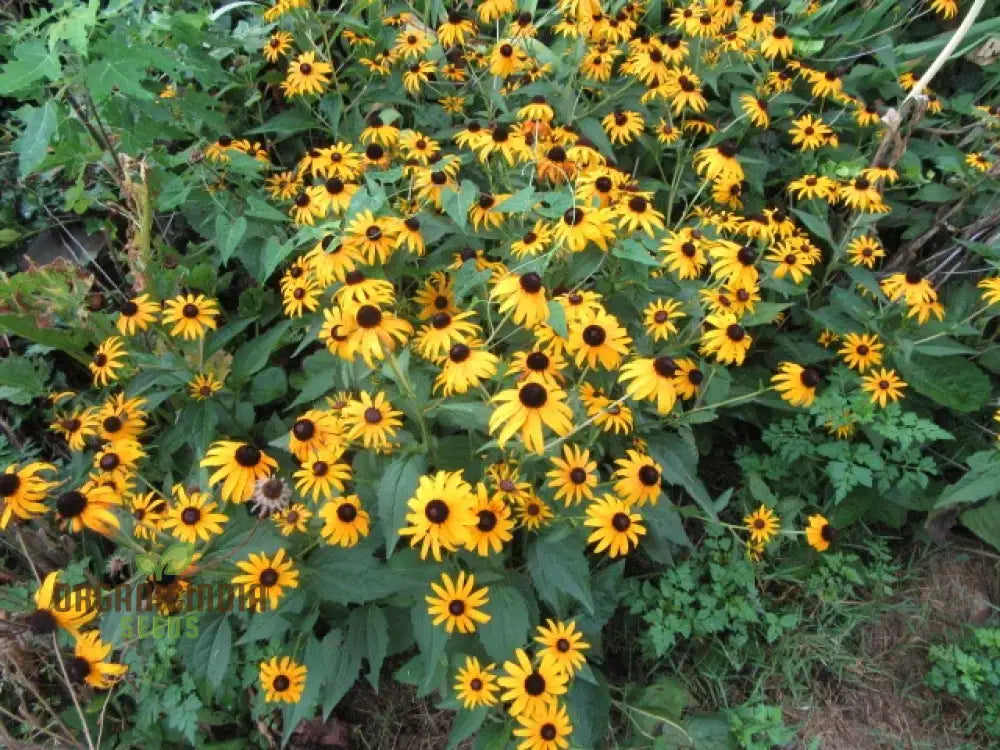 Black-Eyed Susan Flower Seeds For Planting Rudbeckia Fulgida Var. Sullivantii For Stunning Blooms