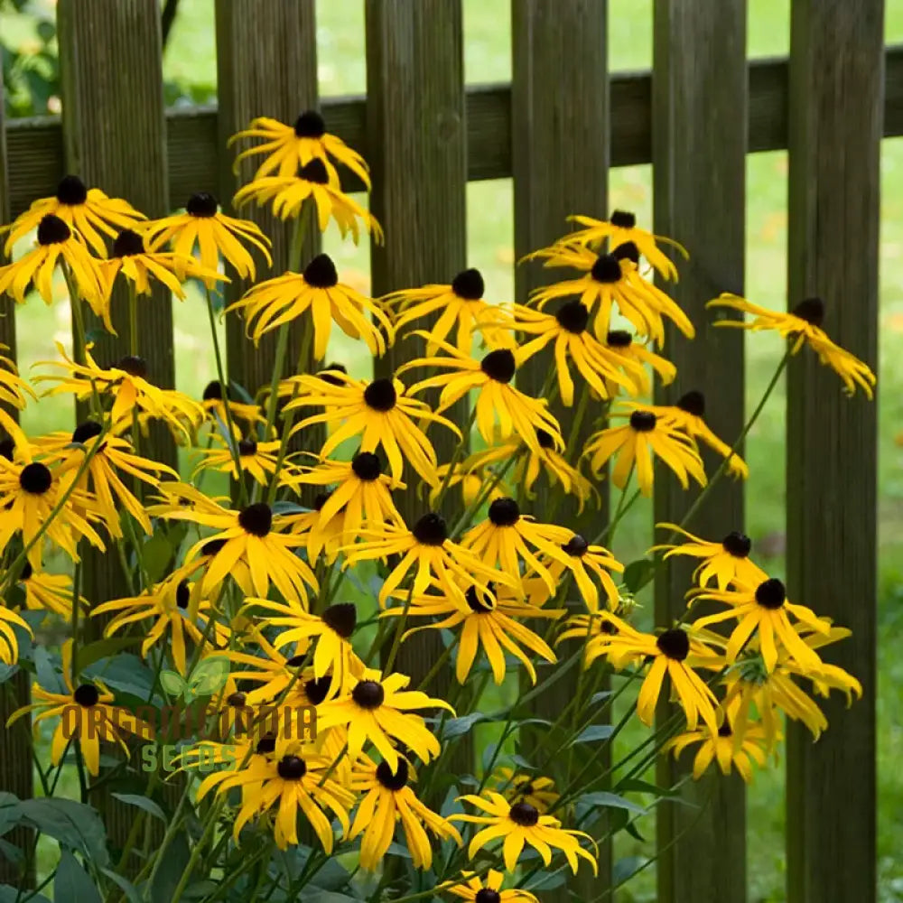 Black-Eyed Susan Flower Seeds For Planting Rudbeckia Fulgida Var. Sullivantii For Stunning Blooms