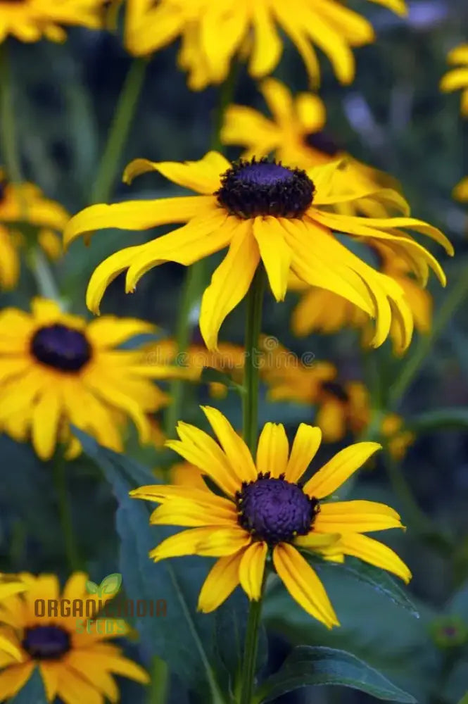 Black-Eyed Susan Flower Seeds For Planting Rudbeckia Fulgida Var. Sullivantii For Stunning Blooms