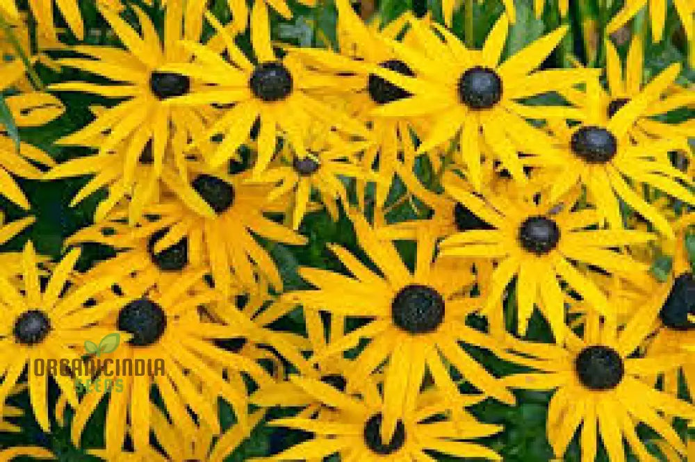 Black-Eyed Susan Flower Seeds For Planting Rudbeckia Fulgida Var. Sullivantii For Stunning Blooms