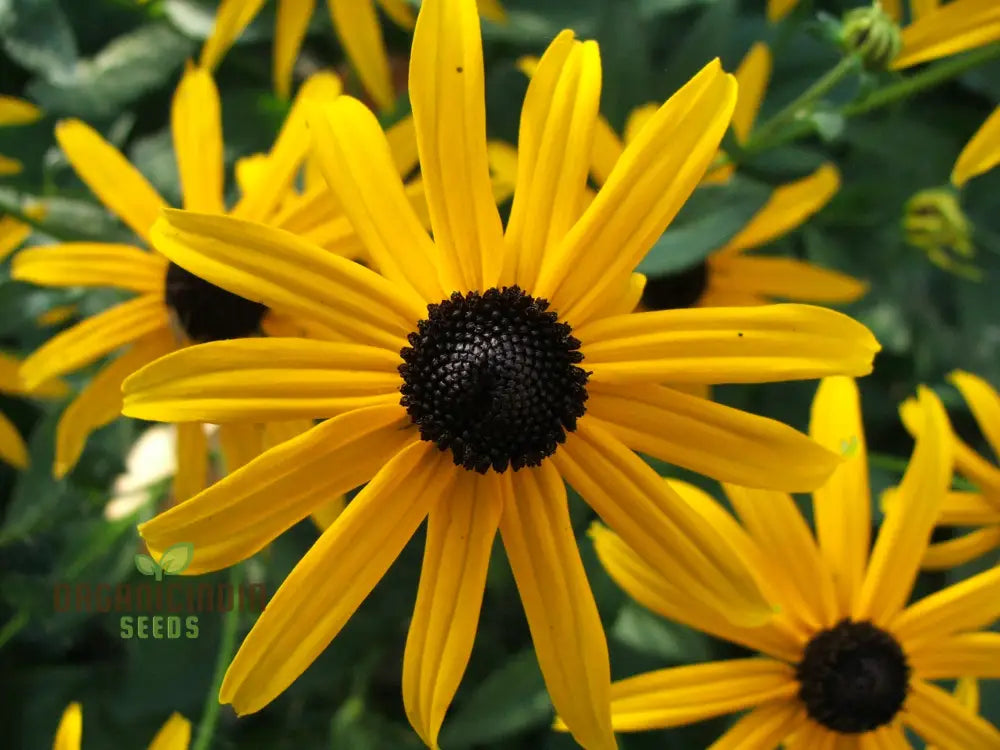 Black-Eyed Susan Flower Seeds For Planting Rudbeckia Fulgida Var. Sullivantii For Stunning Blooms