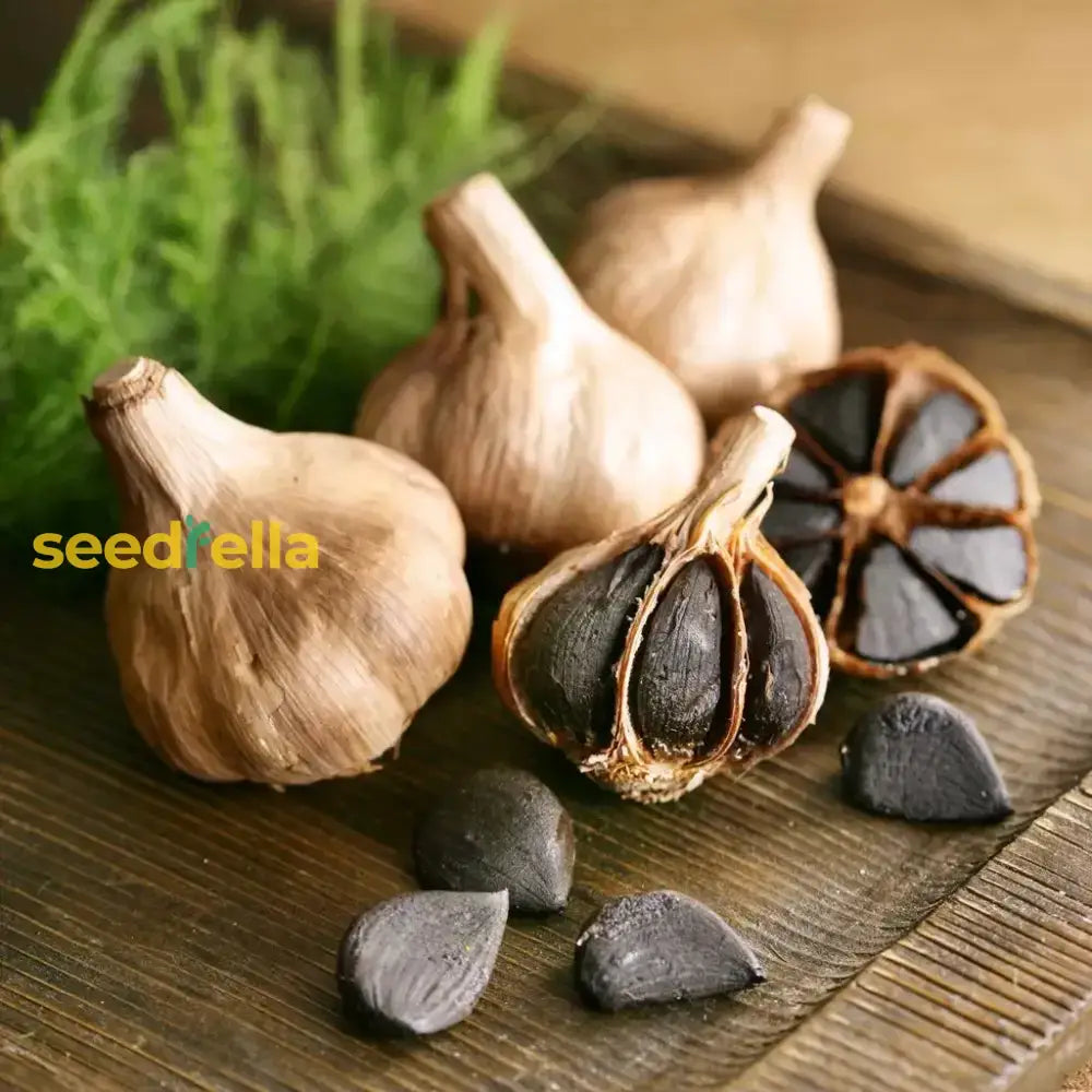 Black Garlic Seeds For Planting Heirloom Vegetable Seeds