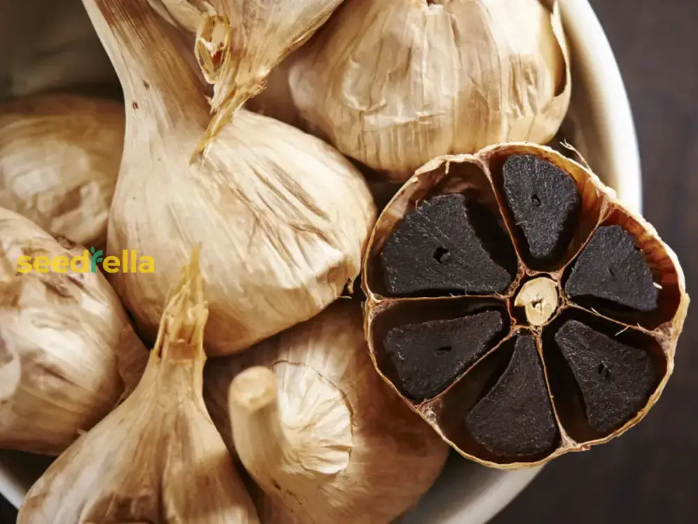 Black Garlic Seeds For Planting Heirloom Vegetable Seeds