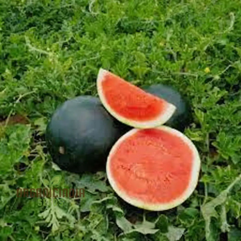 Black-Hybrid Watermelon Seeds: Ideal For Gardening Enthusiasts Looking Quality Seeds