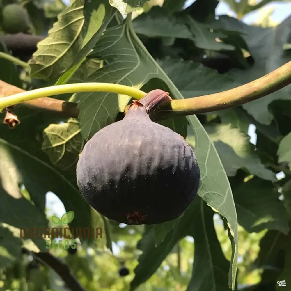 Black Mission Fig High-Quality Premium Fruit Seeds For Planting