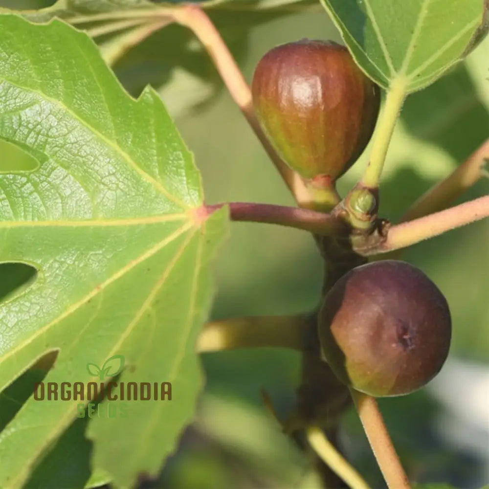 Black Mission Fig High-Quality Premium Fruit Seeds For Planting