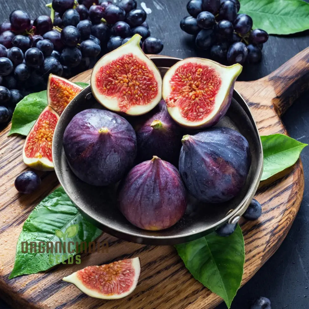 Black Mission Fig High-Quality Premium Fruit Seeds For Planting