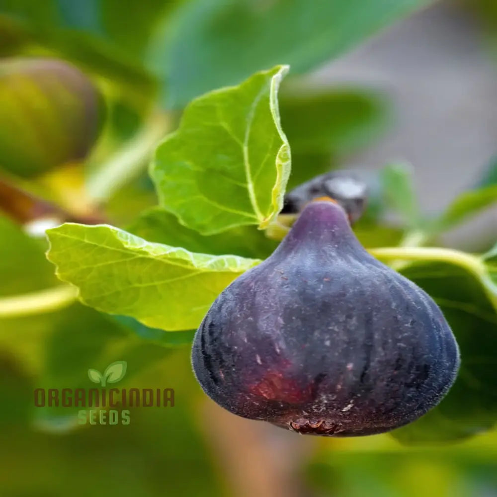 Black Mission Fig High-Quality Premium Fruit Seeds For Planting