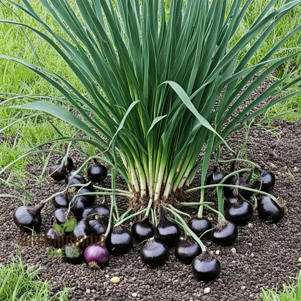 Black Onion Garlic Seeds Purely Natural And Organic Vegetable Alliums