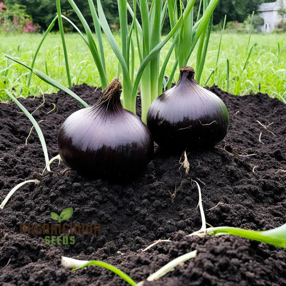 Black Onion Garlic Seeds Purely Natural And Organic Vegetable Alliums