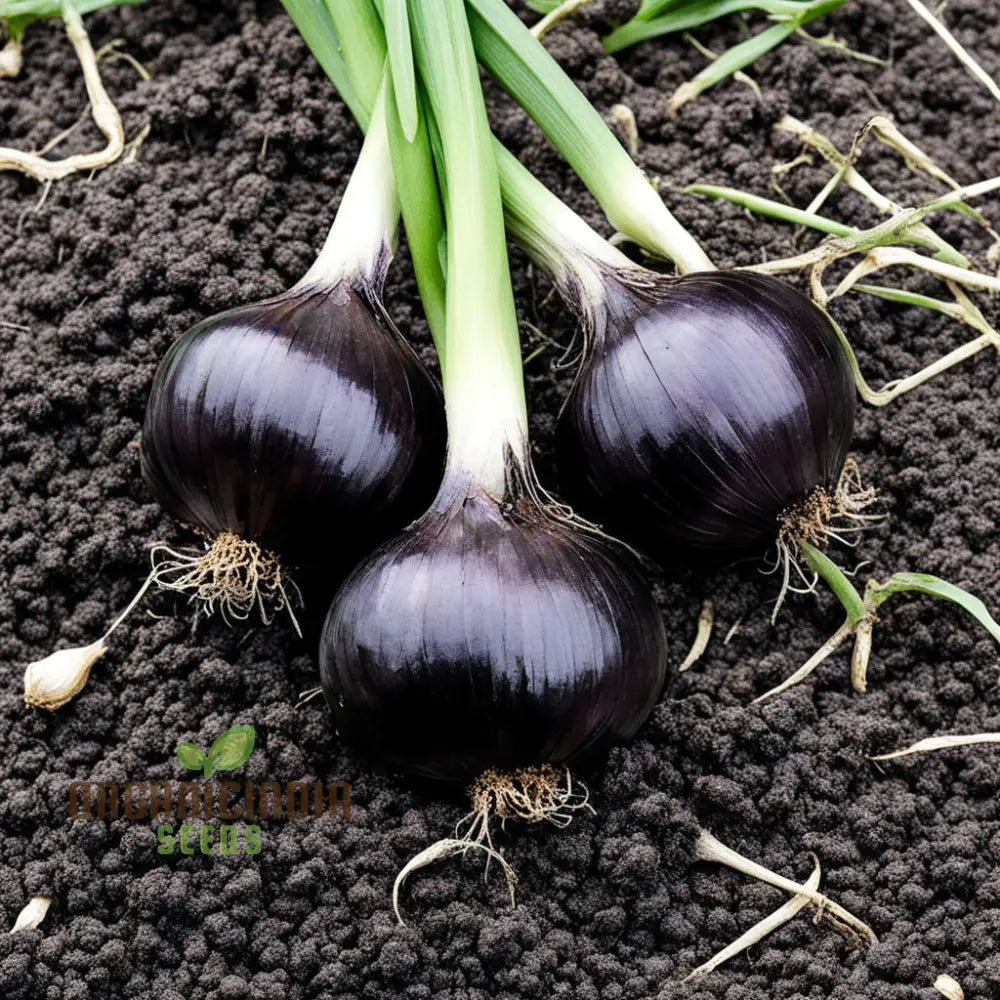 Black Onion Garlic Seeds Purely Natural And Organic Vegetable Alliums