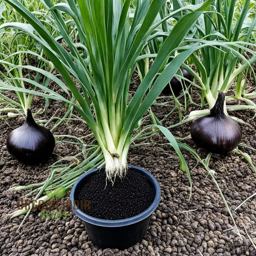 Black Onion Garlic Seeds Purely Natural And Organic Vegetable Alliums