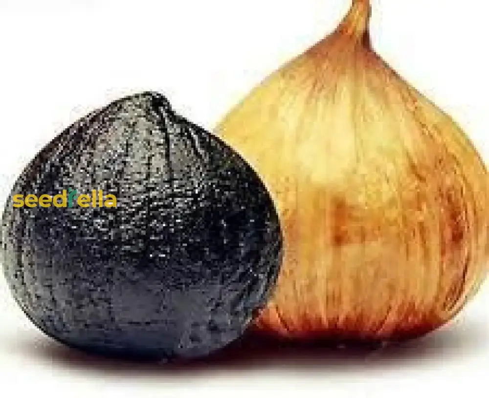 Black Orange Garlic Vegetable Seeds For Planting Seeds