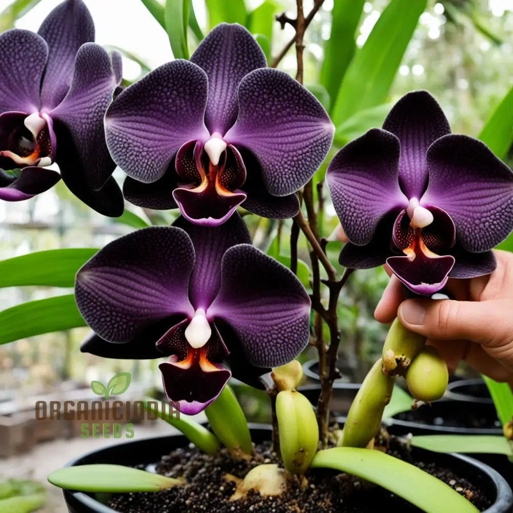 Black Orchid Flower Seeds Happy Gardening! – Transform Your Gardening Experience With Rare