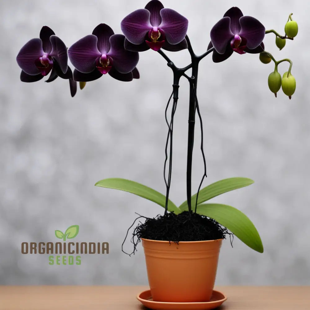 Black Orchid Flower Seeds Happy Gardening! â€“ Transform Your Gardening Experience With Rare