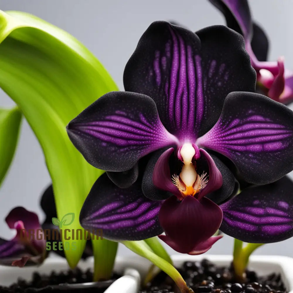 Black Orchid Flower Seeds Happy Gardening! – Transform Your Gardening Experience With Rare