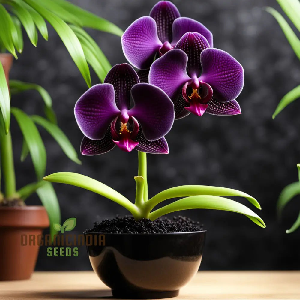 Black Orchid Flower Seeds Happy Gardening! – Transform Your Gardening Experience With Rare