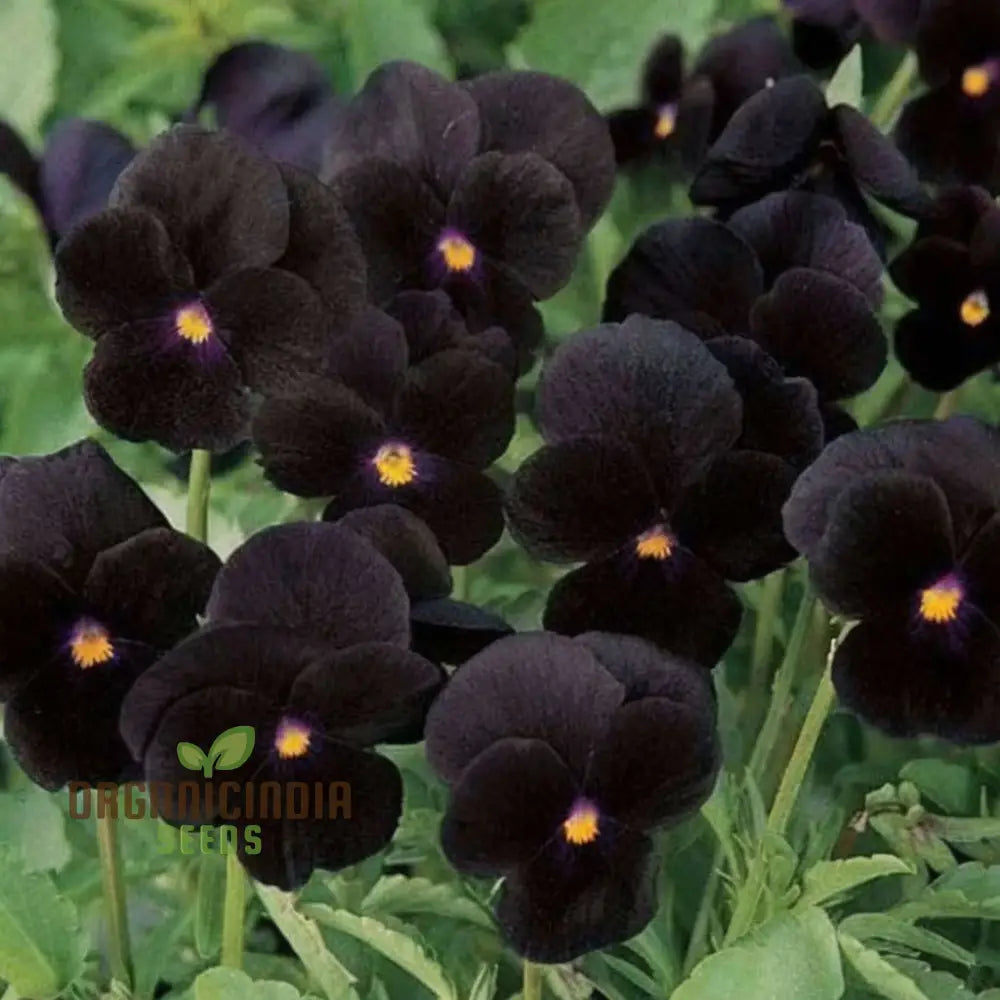 Black Pansy Flower Seeds Striking And Dramatic Blooms Varieties For A Unique Elegant Garden Seeds