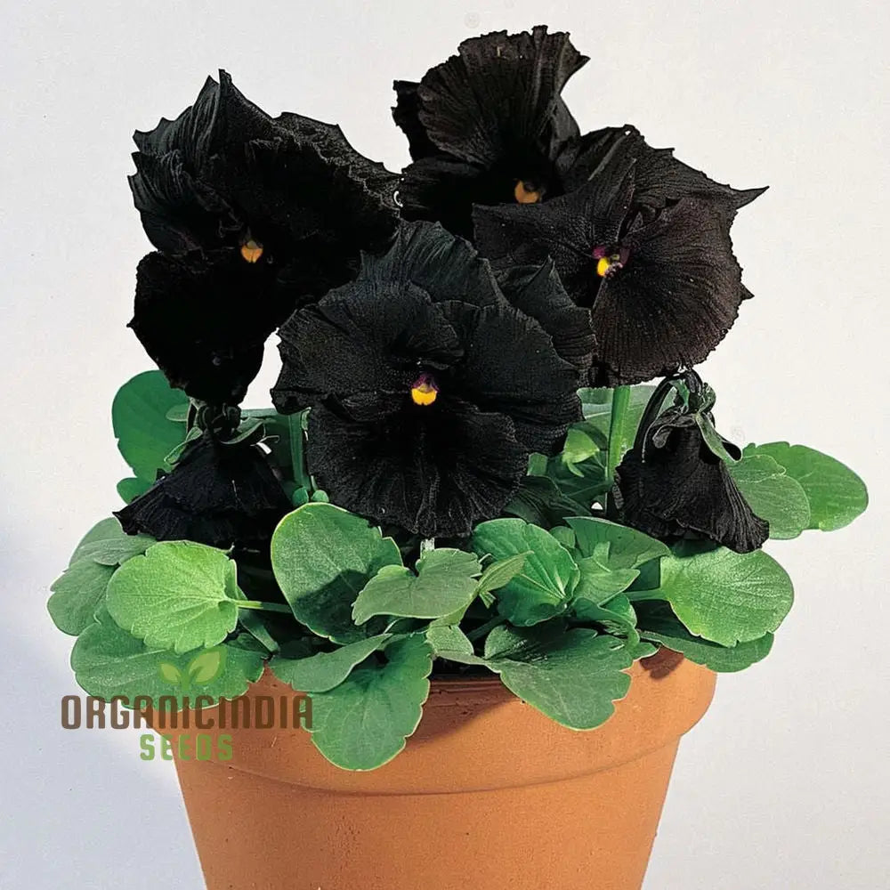 Black Pansy Flower Seeds Striking And Dramatic Blooms Varieties For A Unique Elegant Garden Seeds