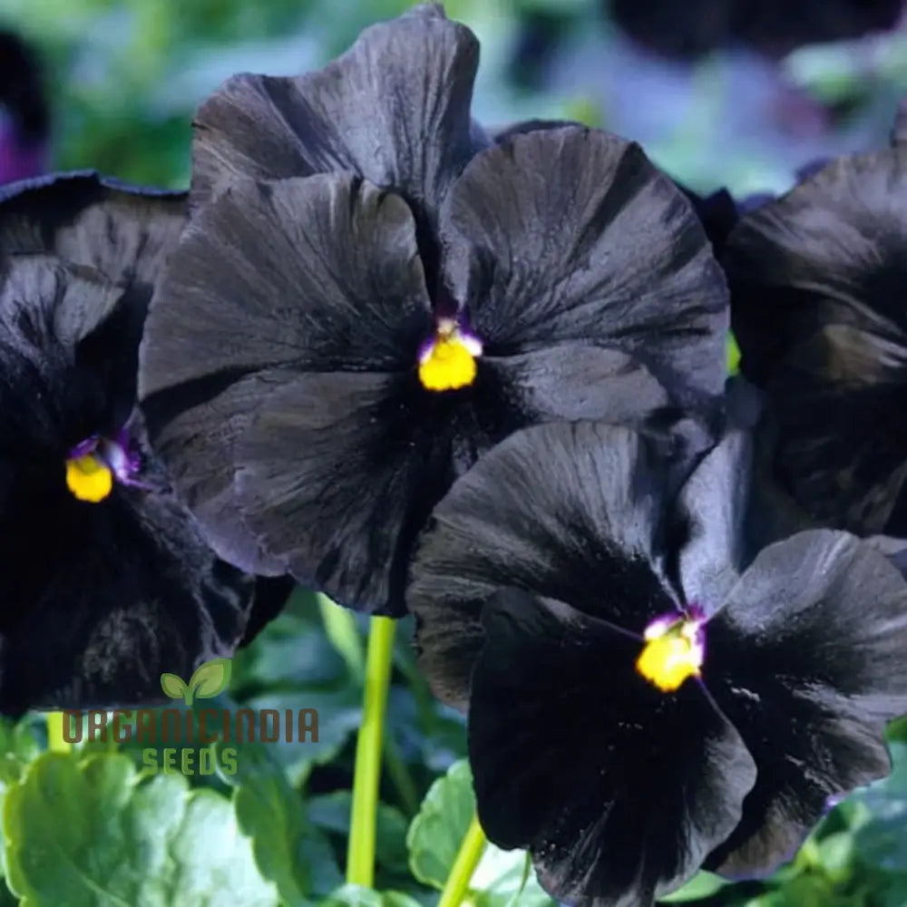 Black Pansy Flower Seeds Striking And Dramatic Blooms Varieties For A Unique Elegant Garden Seeds