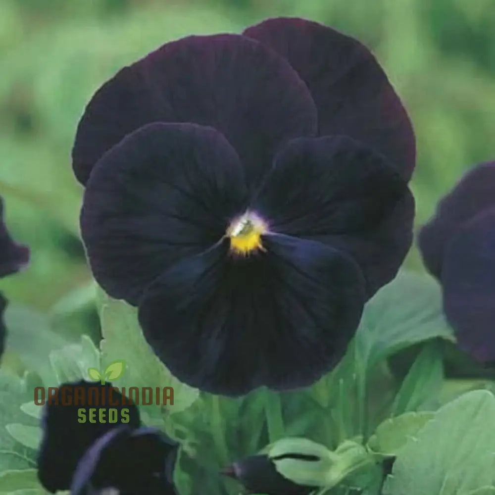 Black Pansy Flower Seeds Striking And Dramatic Blooms Varieties For A Unique Elegant Garden Seeds