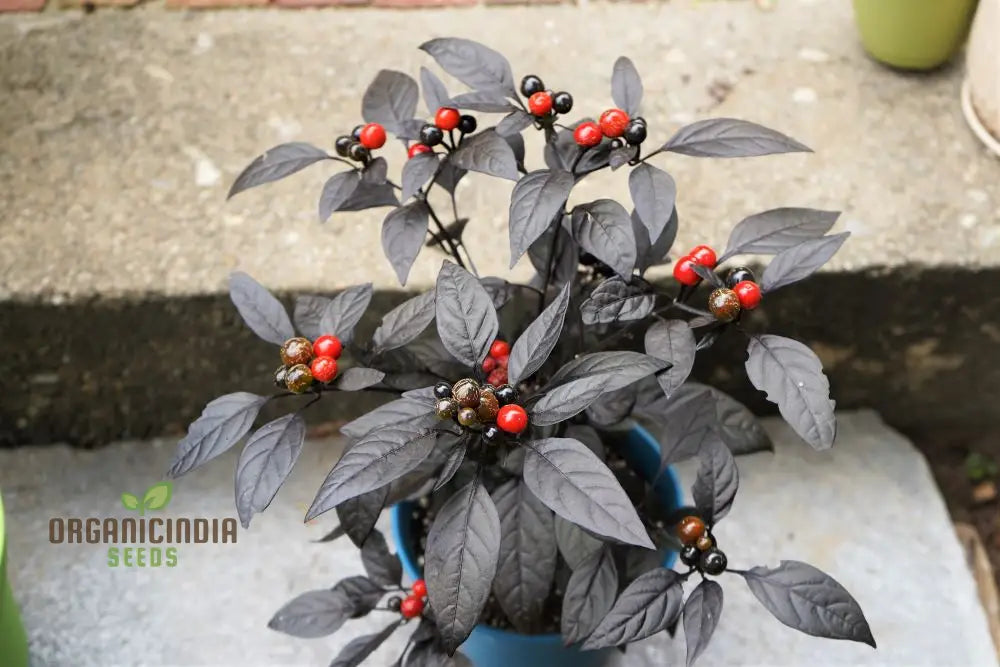 Black Pearl Hot Pepper Seeds - Exotic Variety For Planting And Culinary Delights