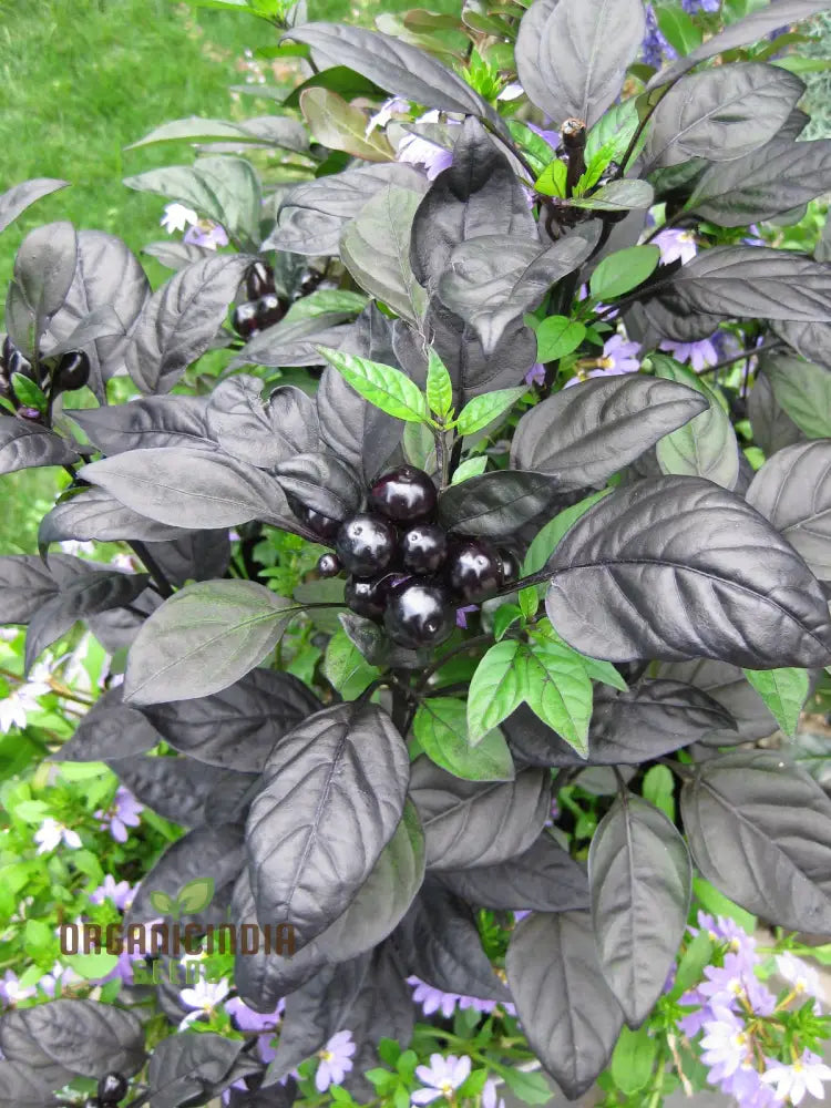 Black Pearl Hot Pepper Seeds - Exotic Variety For Planting And Culinary Delights