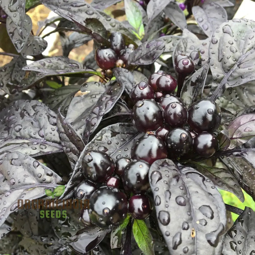 Black Pearl Hot Pepper Seeds - Exotic Variety For Planting And Culinary Delights