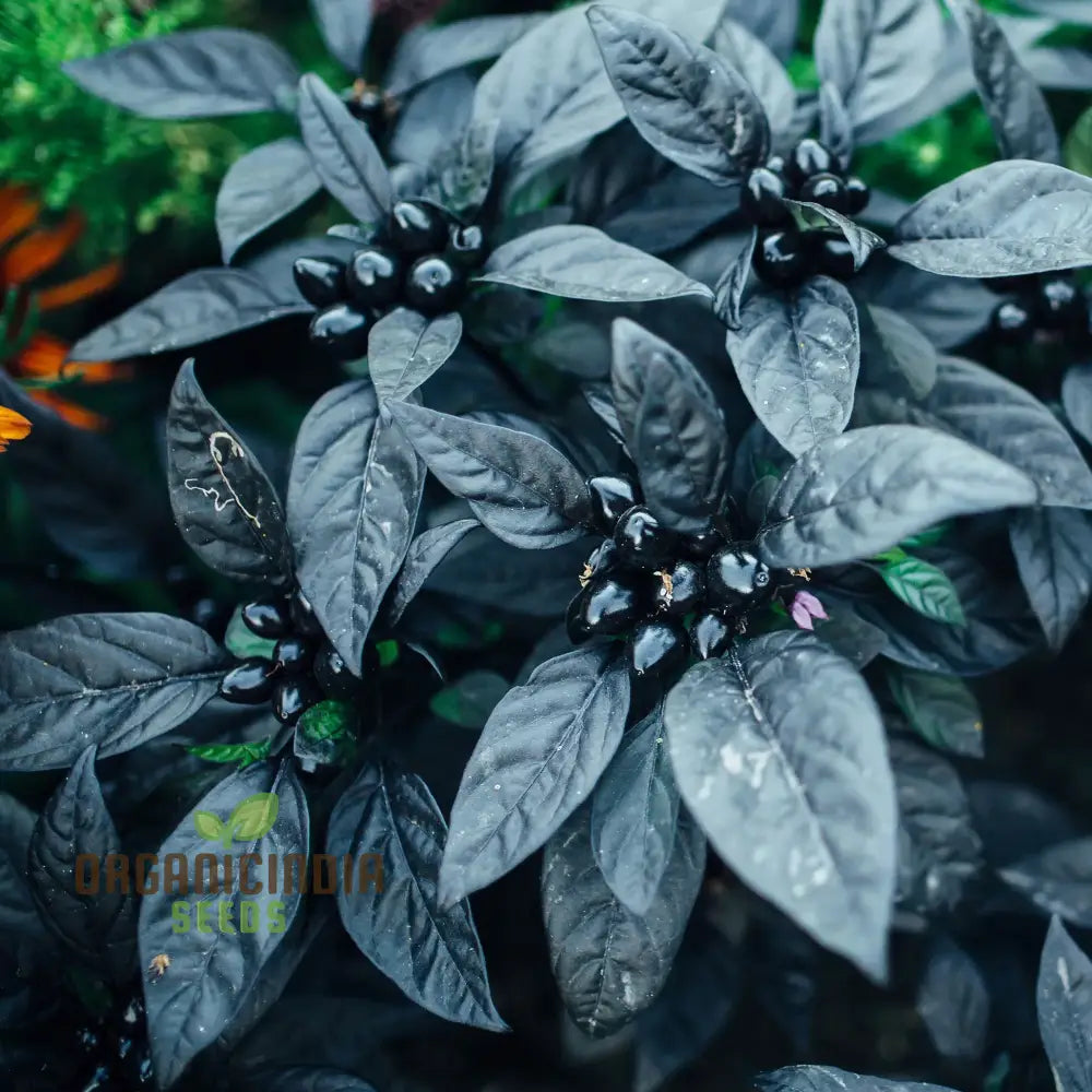 Black Pearl Hot Pepper Seeds - Exotic Variety For Planting And Culinary Delights