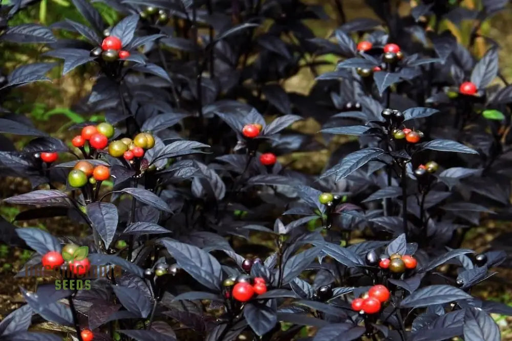 Black Pearl Hot Pepper Seeds - Exotic Variety For Planting And Culinary Delights