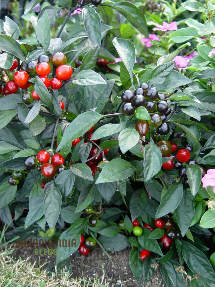 Black Pearl Hot Pepper Seeds - Exotic Variety For Planting And Culinary Delights