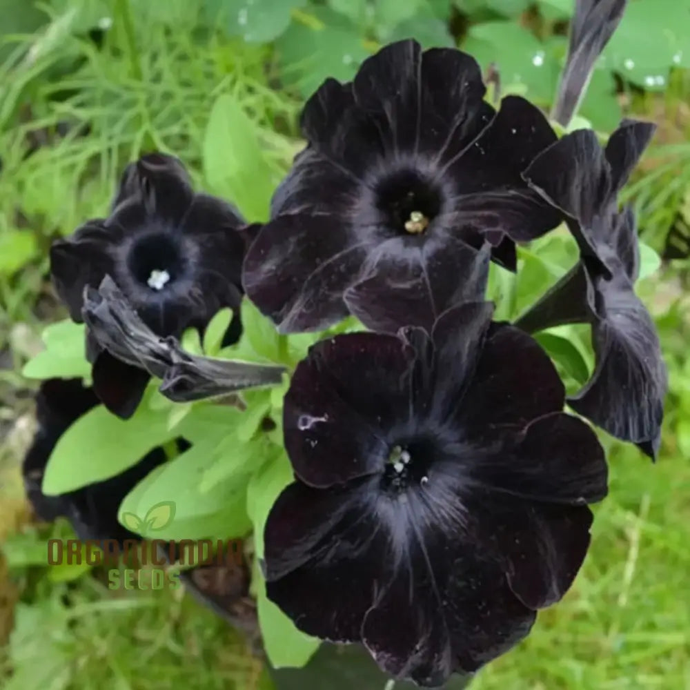 Black Petunia Flower Seeds - Dramatic Blooms For Bold Garden Statements Seeds