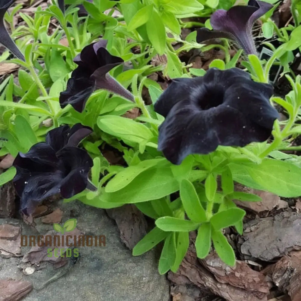 Black Petunia Flower Seeds - Dramatic Blooms For Bold Garden Statements Seeds