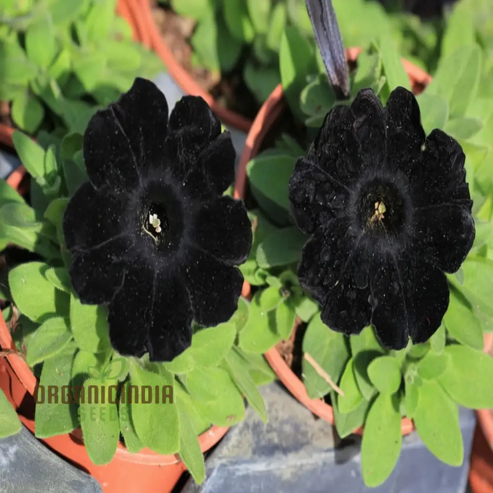 Black Petunia Flower Seeds - Dramatic Blooms For Bold Garden Statements Seeds