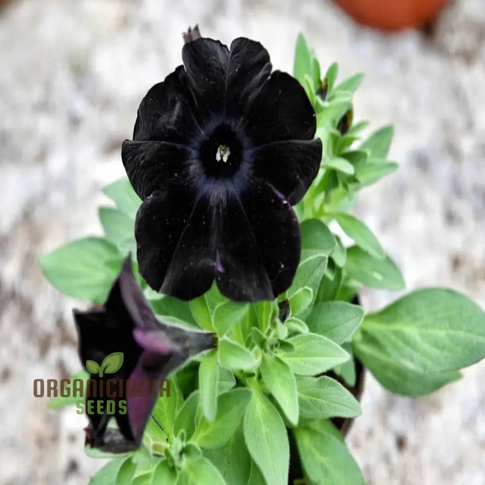 Black Petunia Flower Seeds - Dramatic Blooms For Bold Garden Statements Seeds