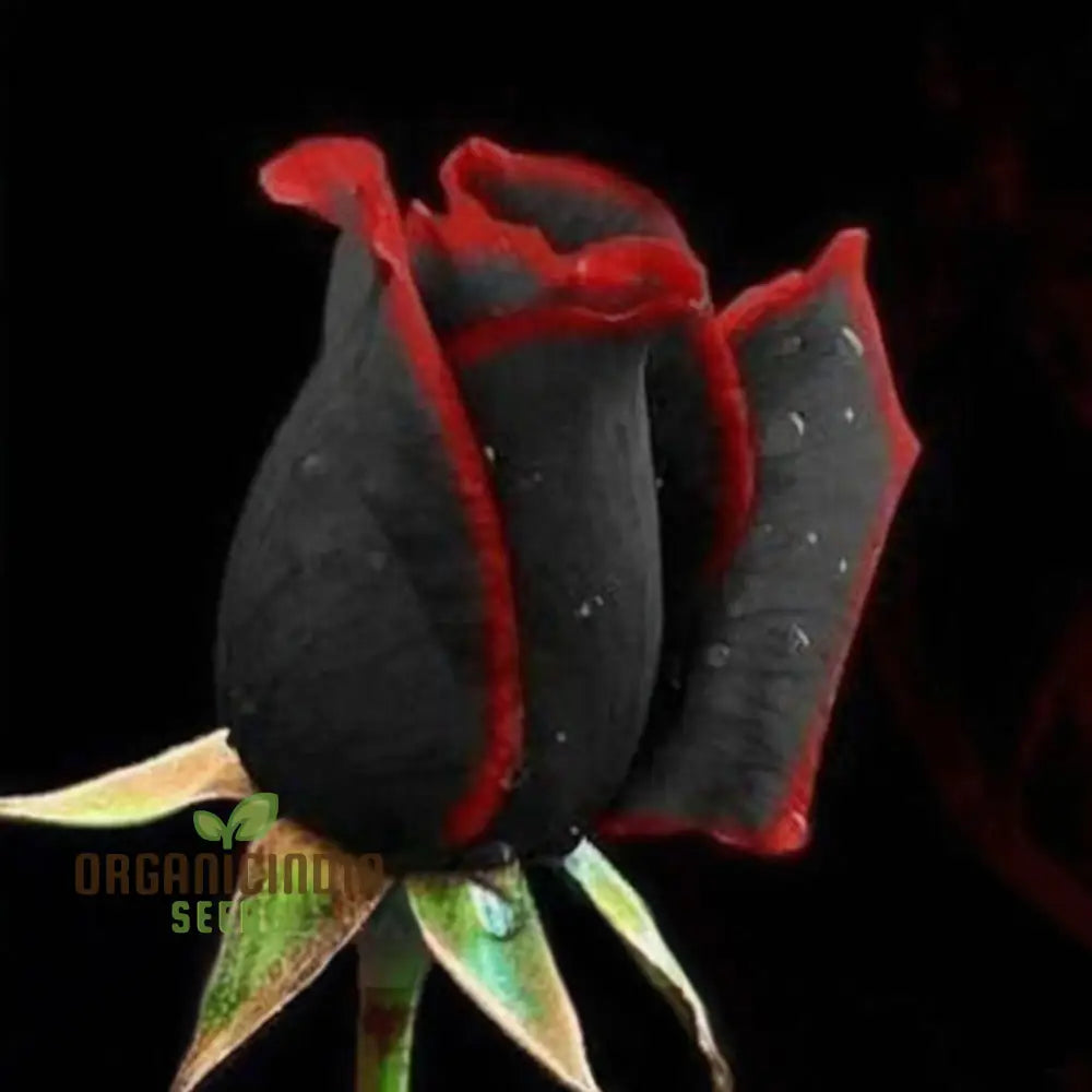 Black Rose Flower Seeds With Red Edge Unique Blooms High Germination Ideal For Garden Seeds